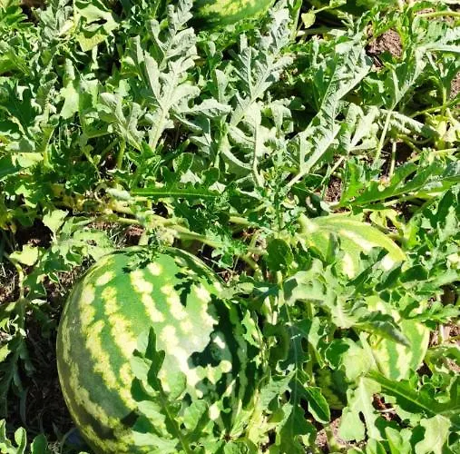 Turísticos Turbon - Apartamento *