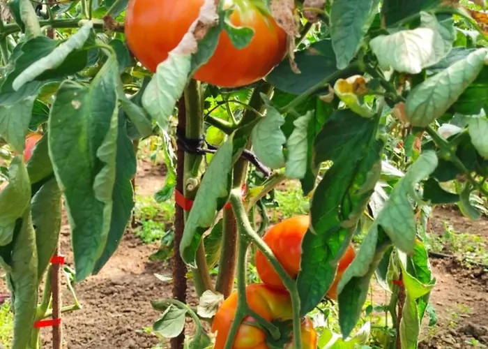 Apartamento Turísticos Turbon -