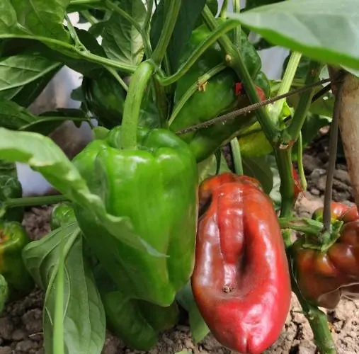 Turísticos Turbon - * Campo (Huesca)